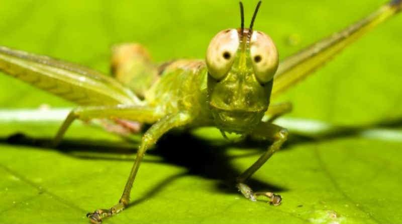 Dameg locust y proffwyd Joel