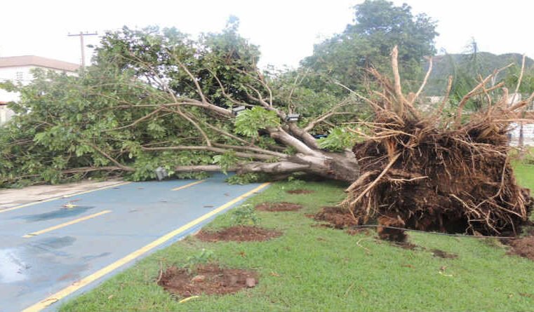 Planen som Far ikke har plantet