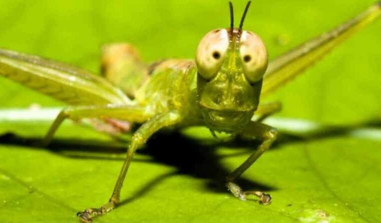 Lignelsen om johannesbrødet til profeten Joel