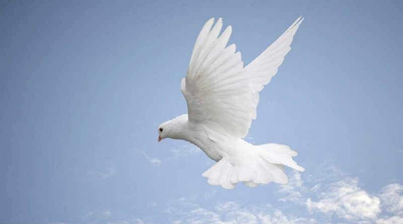 Salmo 96 – Como adorar o Senhor na beleza da sua santidade?