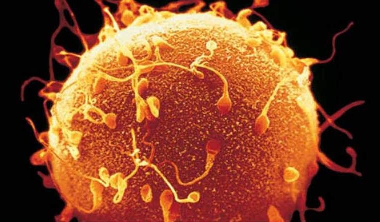 Salmo 58 – Os adágios e enígmas do profeta