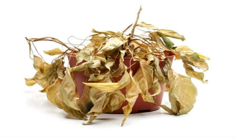 O que é estar ‘vivo’ e ‘morto’?