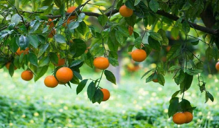 Como glorificar a Deus?