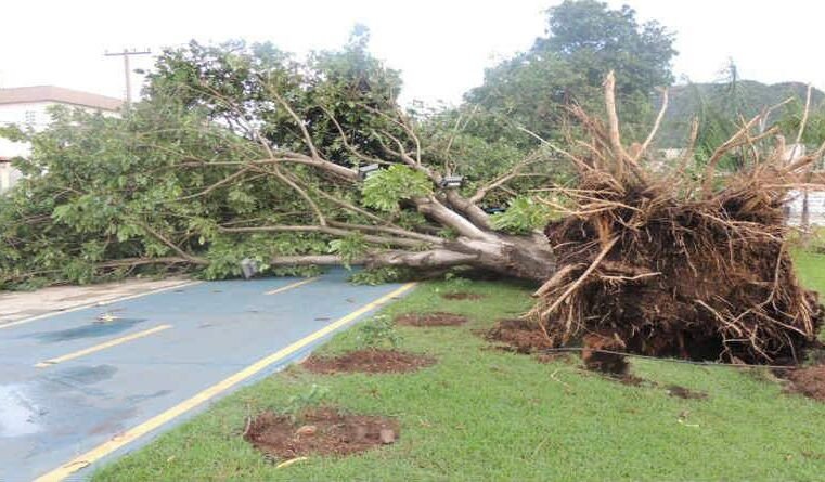 A planta que o Pai não plantou