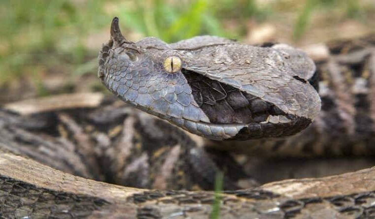 A inveja de Satanás