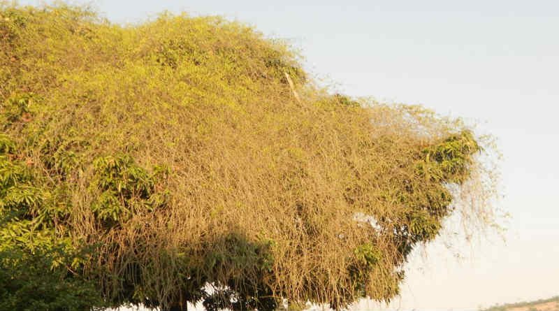 Parasita