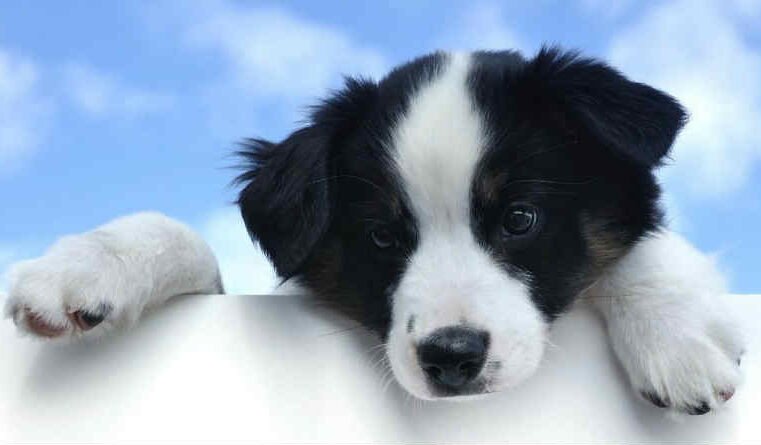 Ficarão de fora os cães