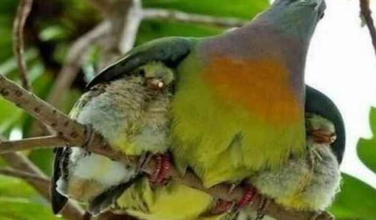 Salmo 17 – Proteção contra os inimigos